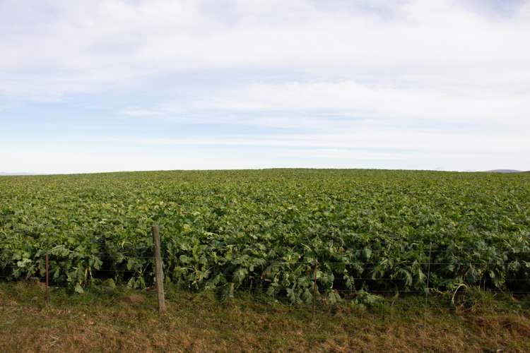 901 Wilden Runs Road West Otago Surrounds_15