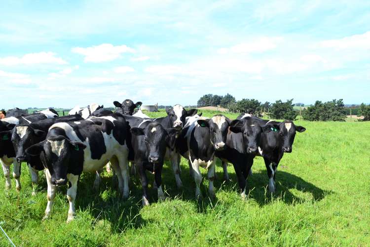 2000 Hillfoot Road Catlins Surrounds_20