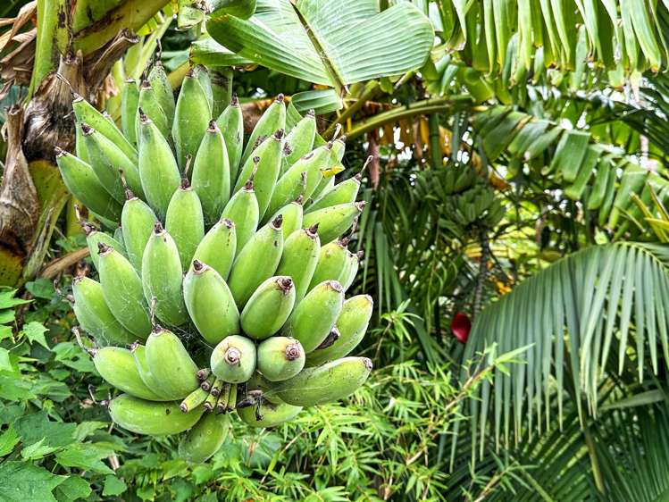 14 Mandeno Drive Kerikeri_10