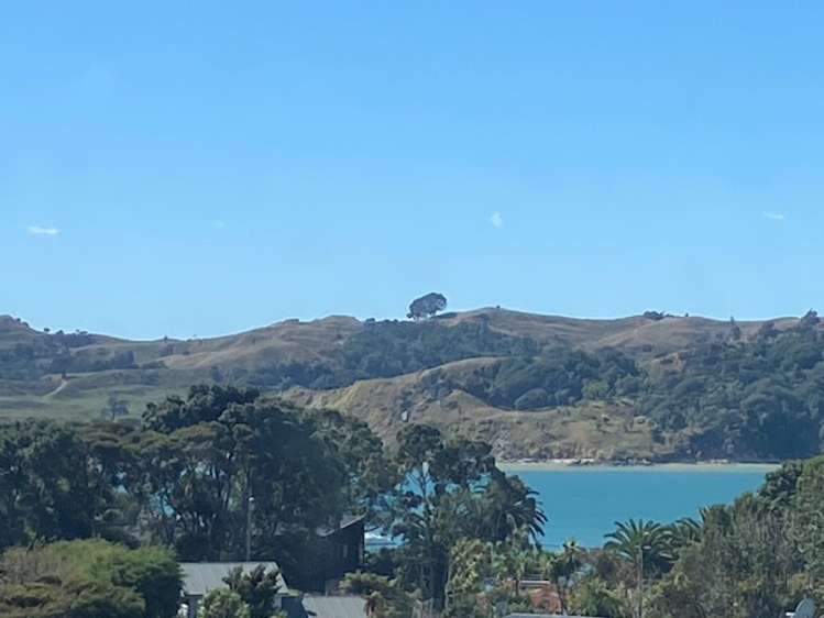 18 Violet Street Raglan_3