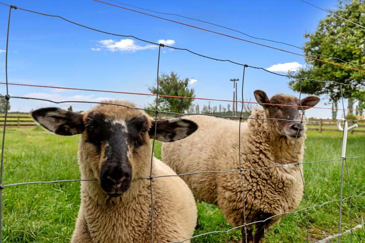 11 No 5 Road Springdale_19