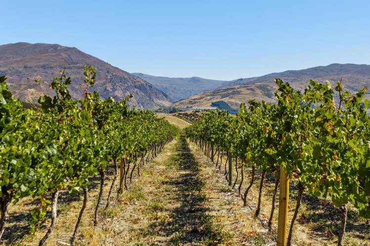 98c Paterson Road Nevis_11