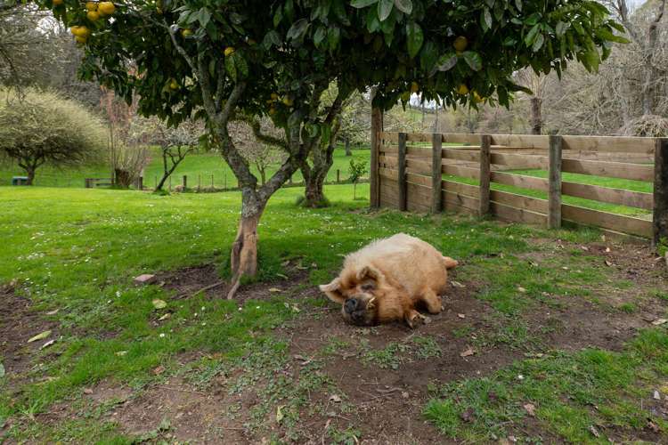 1039 Paradise Valley Road Ngongotaha Valley_34