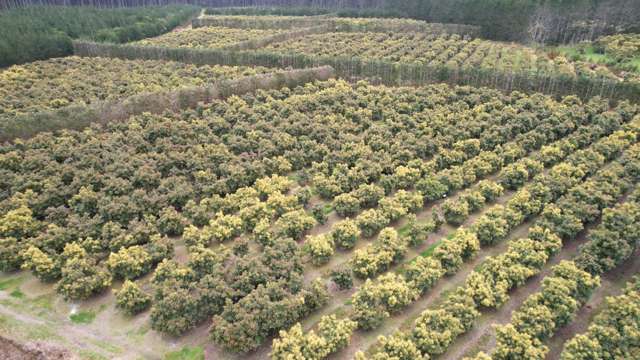 40.7ha Avocado & Potential Mixed Use Orchard