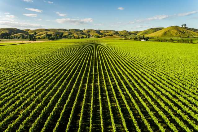 Three Hawke’s Bay vineyards hit market