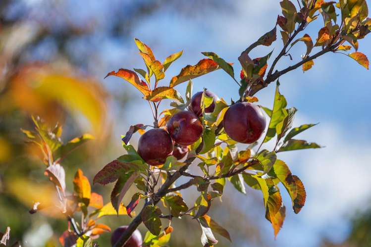 Lot 2 452 Aubrey Road Wanaka_37