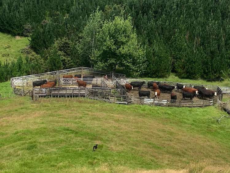 1819 Mataraua Road Kaikohe_7