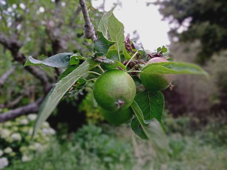 102 Waitetuna Valley Road Raglan_30