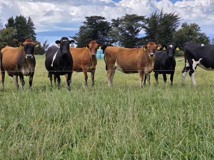 16 Northbrook Road Rangiora_16