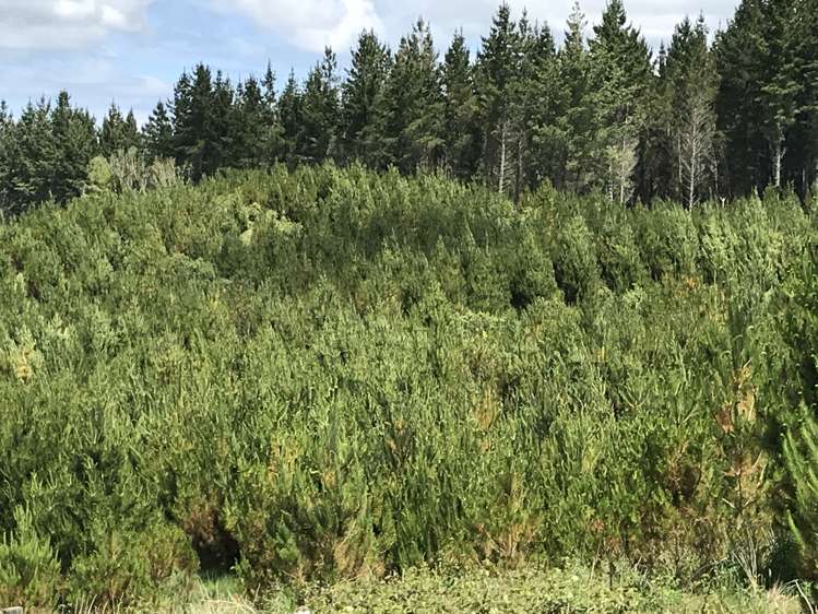 67 Tangye Road Oruanui_2