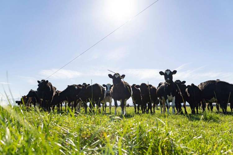 Morgans Road Hororata_11