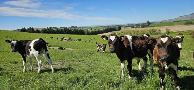 58 Blackhill Road Chatton_1