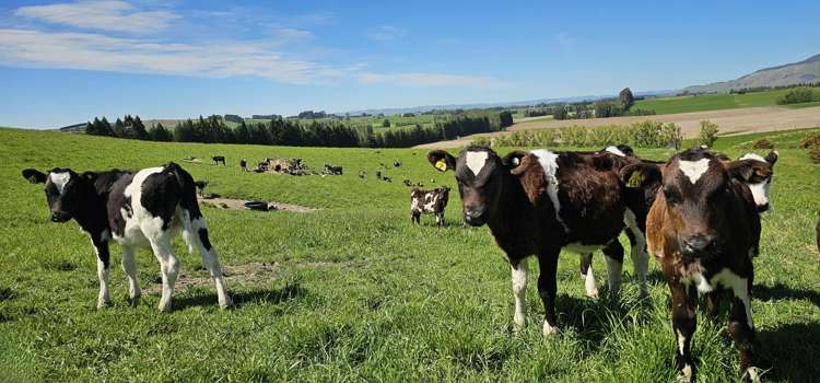 58 Blackhill Road Chatton_1