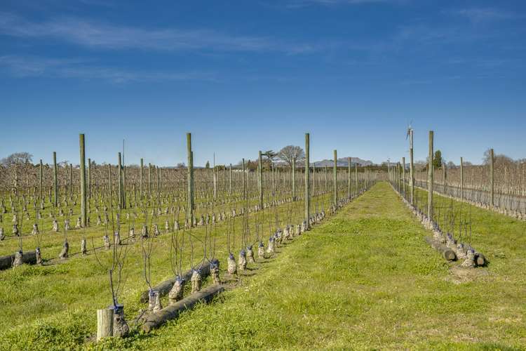 Kiwi Crunch Orchard Portfolio Twyford_5