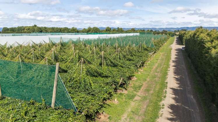 163C Western Drain Road Edgecumbe_15