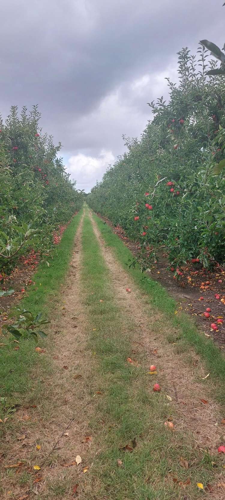 20 Parsons Road Meeanee_11