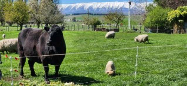 2907 Tarras Cromwell Road Tarras_2