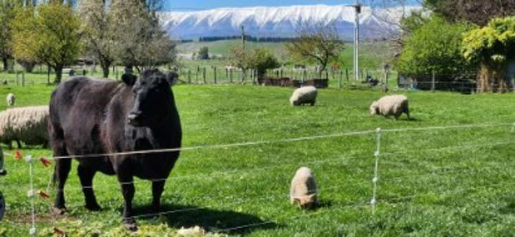 2907 Tarras Cromwell Road Tarras_2