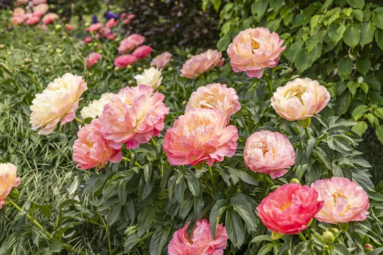 42D Gladsmuir Road_1