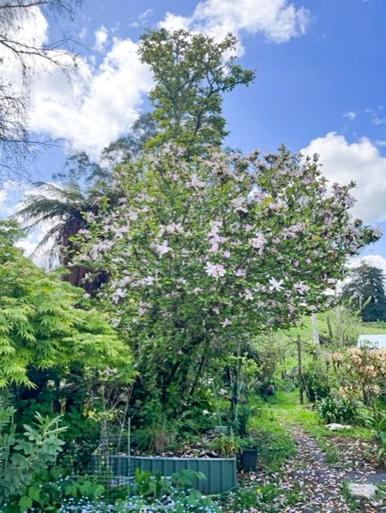 4 Kaka Street Piopio_13