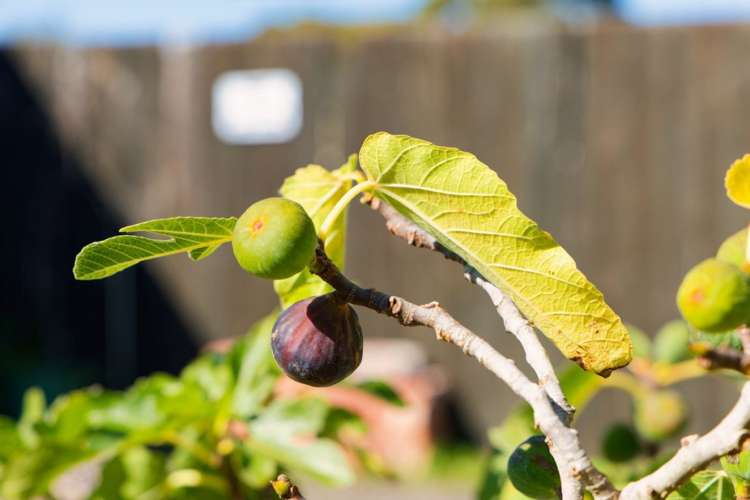 26 Levin Street Cheviot_23