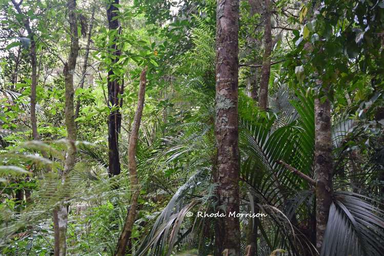 726 Paparoa Station Road Maungaturoto_26