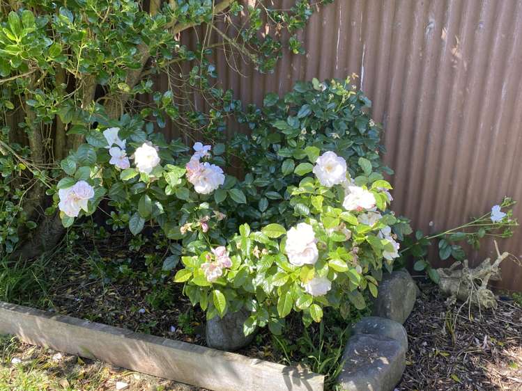 100 Centennial Avenue Waitara_50