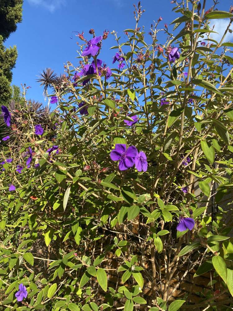 53 Chilcott Road Henderson_1