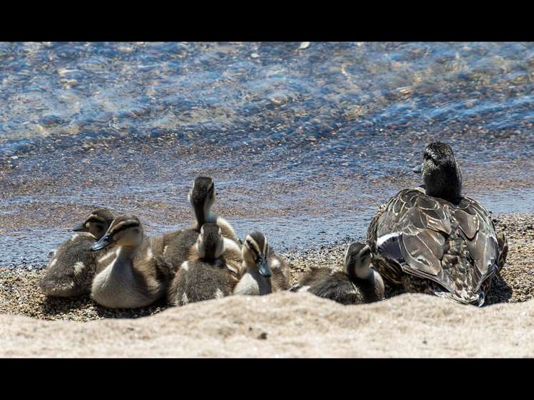 13 Operiana Street Ngongotaha_24