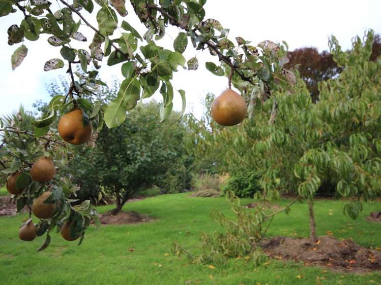 160 Dawsons Road Ohoka_9