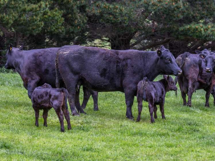 2081 Virginia Road Virginia_12