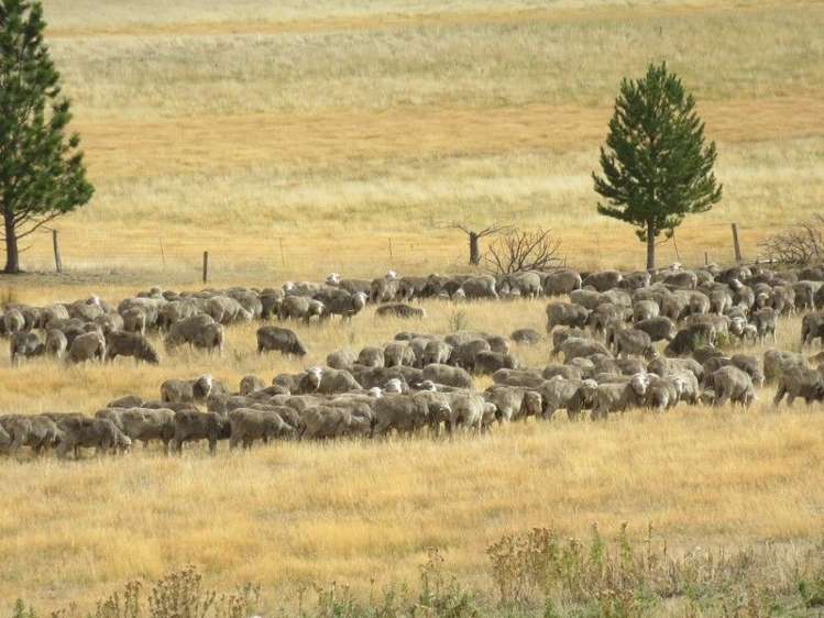 232 Ida Valley Back Road Oturehua_7