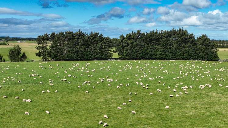 495. Thornbury Waimatuku Road Thornbury_4