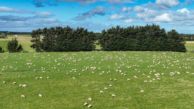 495. Thornbury Waimatuku Road Thornbury_4