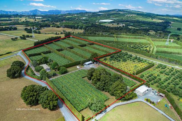 Omakau Orchard - A Golden Kiwifruit Opportunity