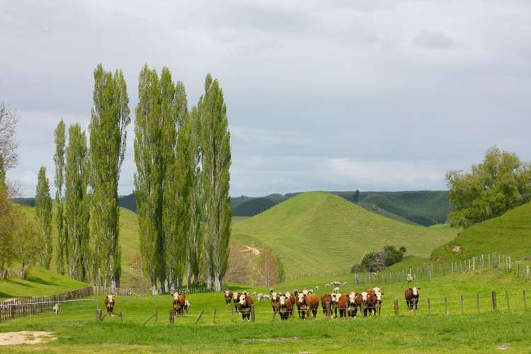 166 Airstrip Road Pikowai_21