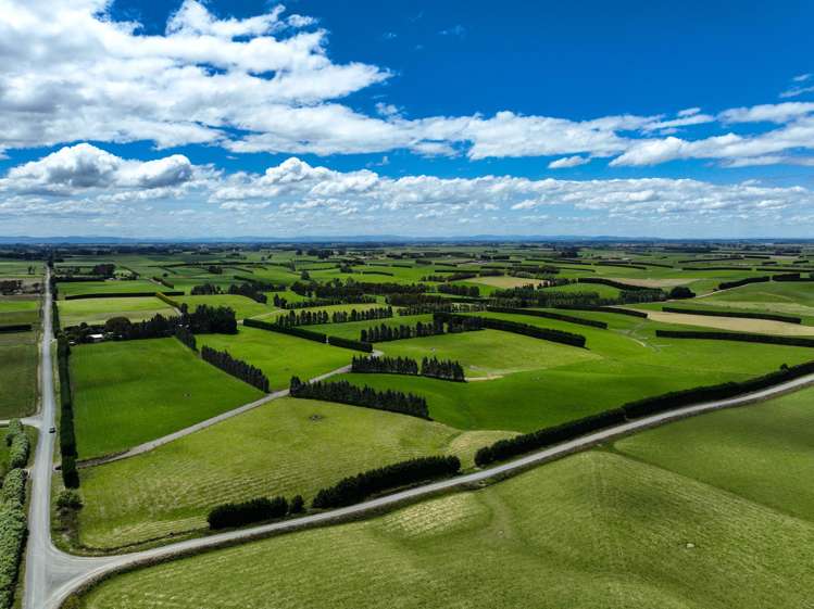 318 Waipango Ermedale Road Gummies Bush_4