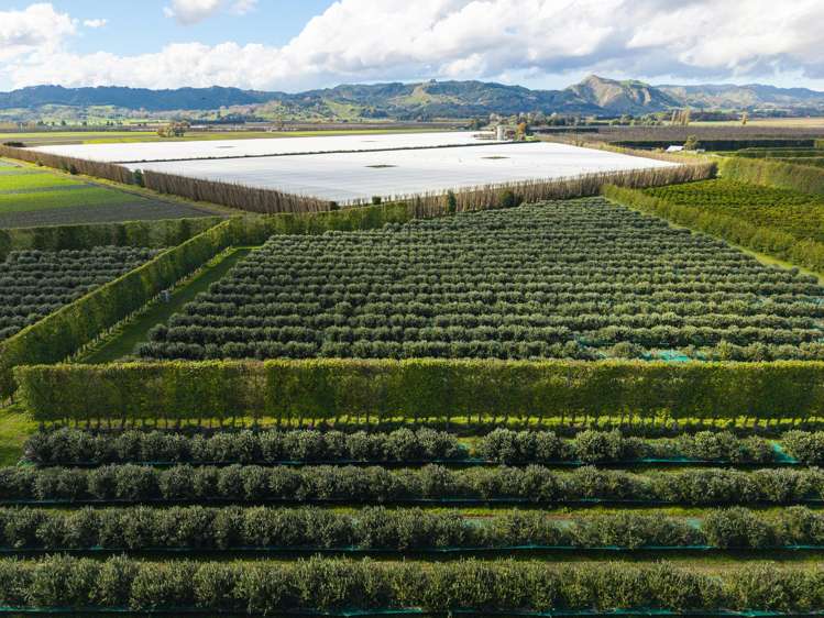 590 Matawai Road Waerengaahika_3