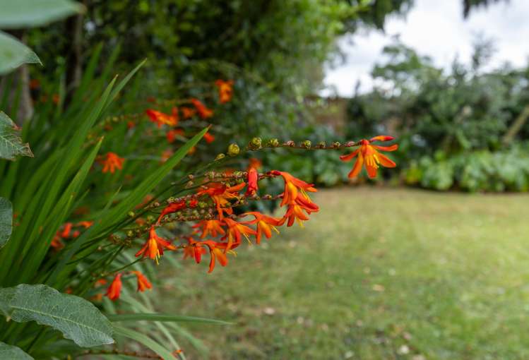 21 Stanley Avenue Te Aroha_7