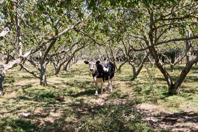 36 Rochfort Street Otane_24