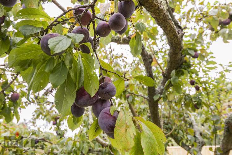 208a South Street Feilding_5