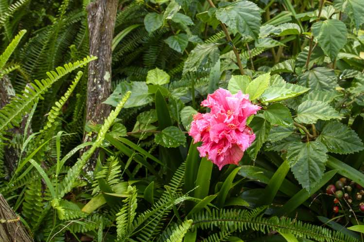 76b Sutherland Road Brookfield_13