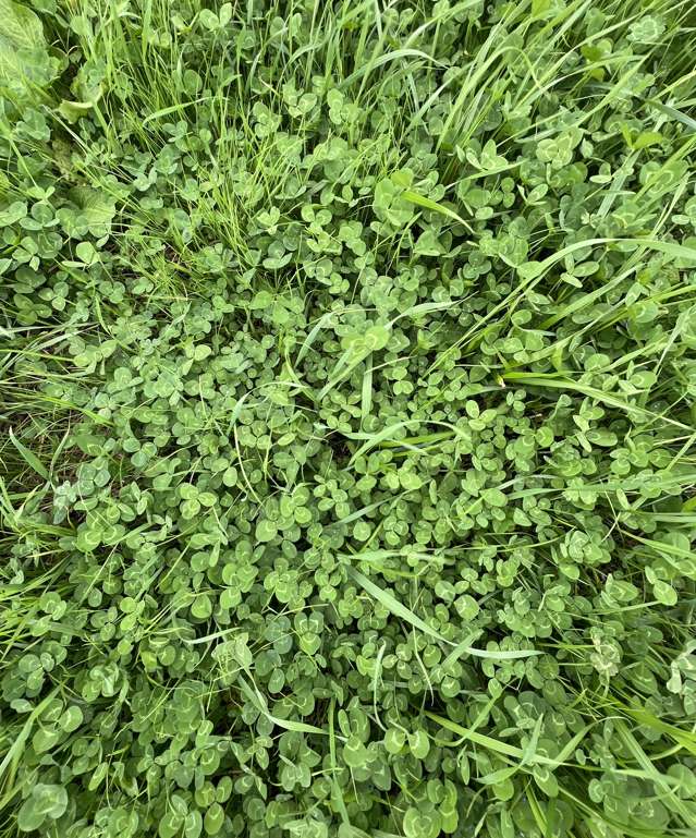 29 Newth Road Foxton_3