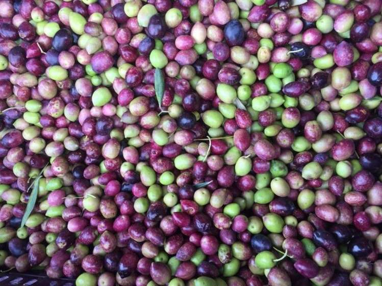 57 Junction Road Palm Beach_17