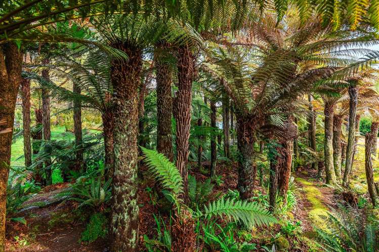 137 Otapouri Road Owhango_19