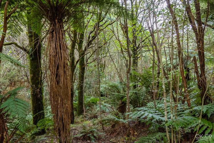 Zero Akatarawa Road Brown Owl_12