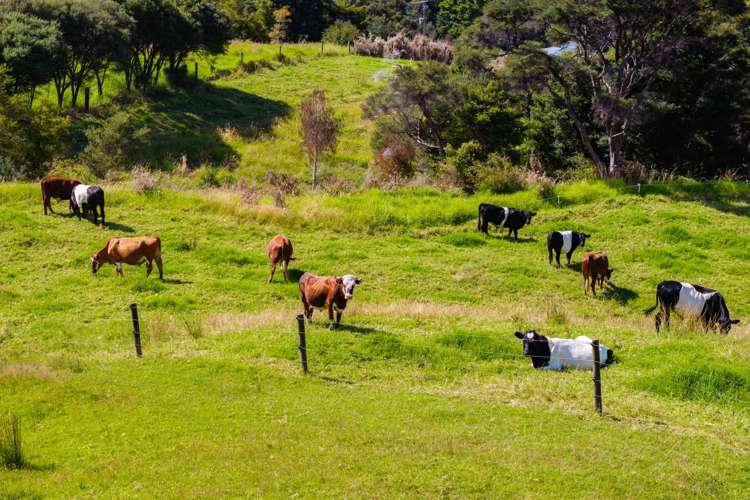 64 De Boer Lane Mangawhai_5