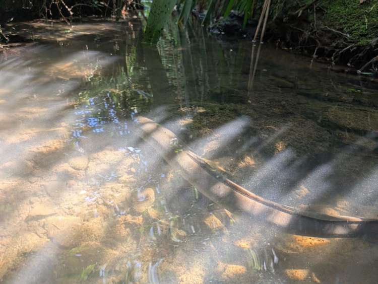 33A Landon Avenue Mangere East_24