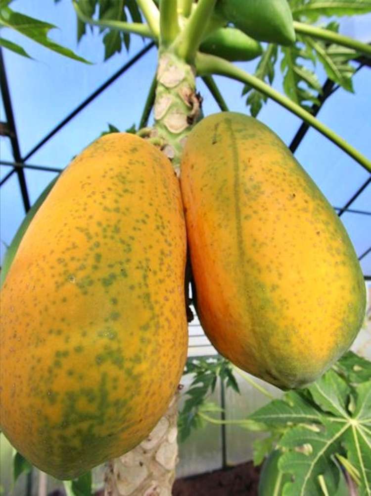 4037c Far North Road Pukenui_19