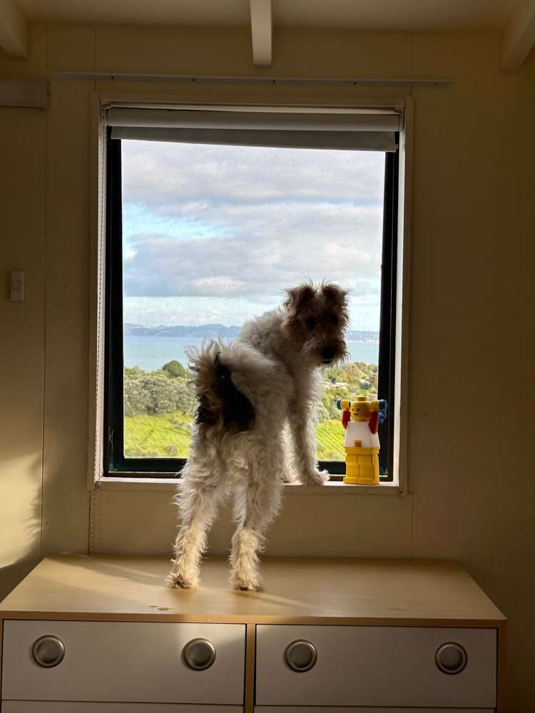 41 Ocean View Crescent Rakino Island_17